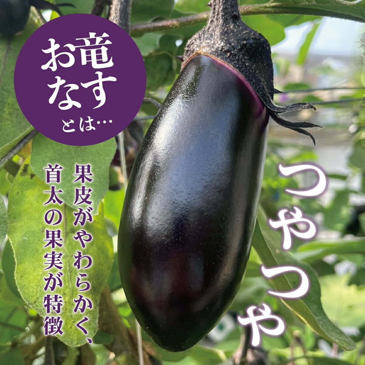 【ふるさと納税】森田さんちの土佐市産お竜なす 訳あり 約1.5kg 1.5キロ 16~21本 1本約80g 茄子 ナス なすび 野菜 新鮮 焼き茄子 煮浸し 漬物 浅漬け ぬか漬け 味噌汁 お取り寄せ 訳アリ 高知県 高知 土佐市 土佐市 こうち 返礼品 - 画像2