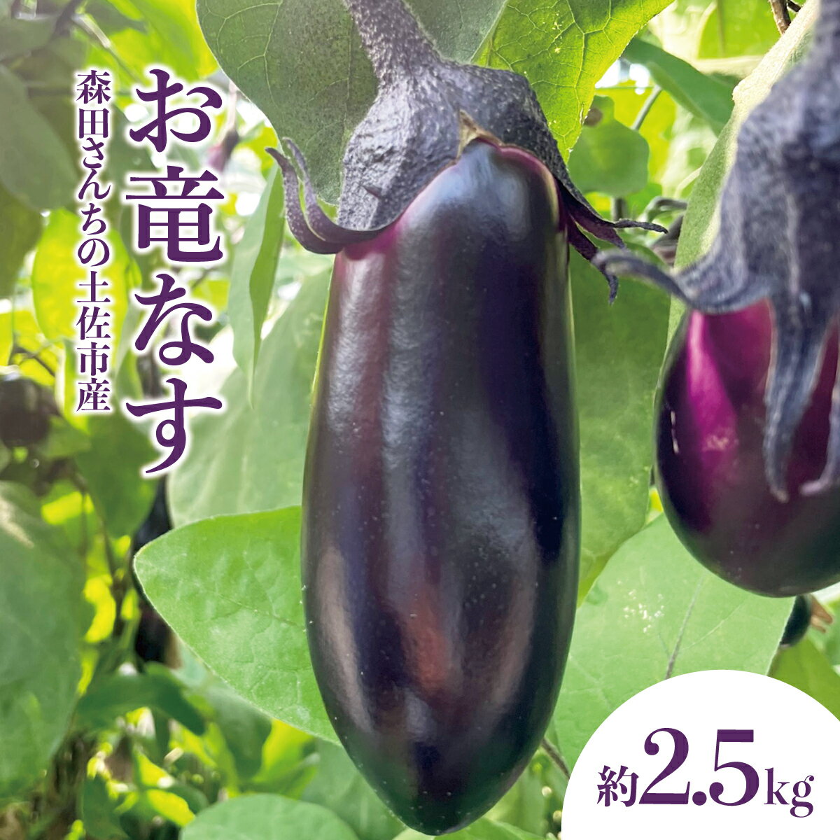 森田さんちの土佐市産お竜なす 約2.5kg 2.5キロ 29~34本 1本約80g 茄子 ナス なすび 野菜 新鮮 焼き茄子 煮浸し 漬物 浅漬け ぬか漬け 味噌汁 弁当 お取り寄せ 高知県 高知 土佐市 土佐市 こうち 返礼品