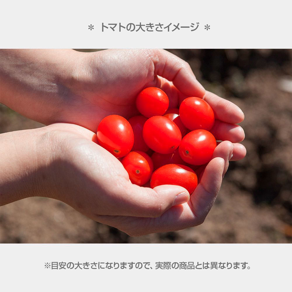 【ふるさと納税】＜2026年1月下より発送＞フルーツトマト 糖度 7〜8度 トマト あまいこトマト 約1kg トマト ミニトマト 高知県産 アイコ アイコトマト 健康 酸味控えめ 美味しい 高知県 土佐市 こうち 返礼品 - 画像3