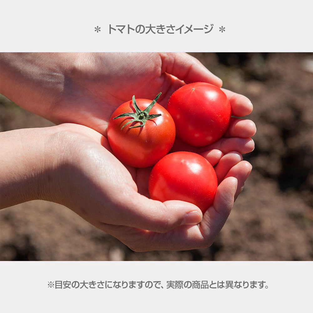 【ふるさと納税】＜2026年1月下より発送＞フルーツトマト特選ギフト約1kg トマト フルーツトマト 池トマト 糖度10度以上 高糖度 高知県産 箱入り 健康 美味しい ふるーつとまと 高知県 土佐市 こうち 返礼品 - 画像3