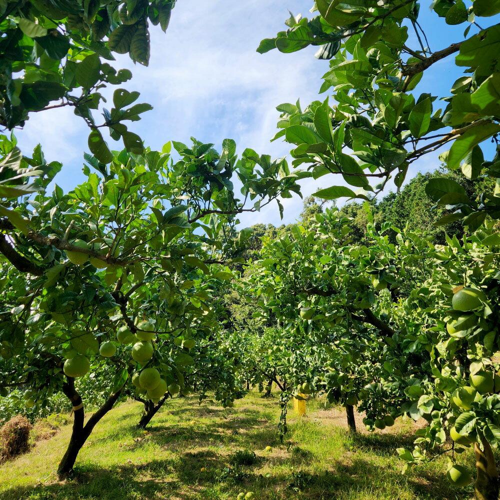【ふるさと納税】文旦 家庭用　約10キロ（14～22玉） 期間限定 先行予約 土佐文旦 文旦 10kg ブンタン ぶんたん 果物 柑橘 フルーツ 高知県産 土佐市産 家庭用 傷 汚れ 美味しい おいしい ふるさとのうぜい 故郷納税 21000円 返礼品 高知 石元農園 サムネイル3