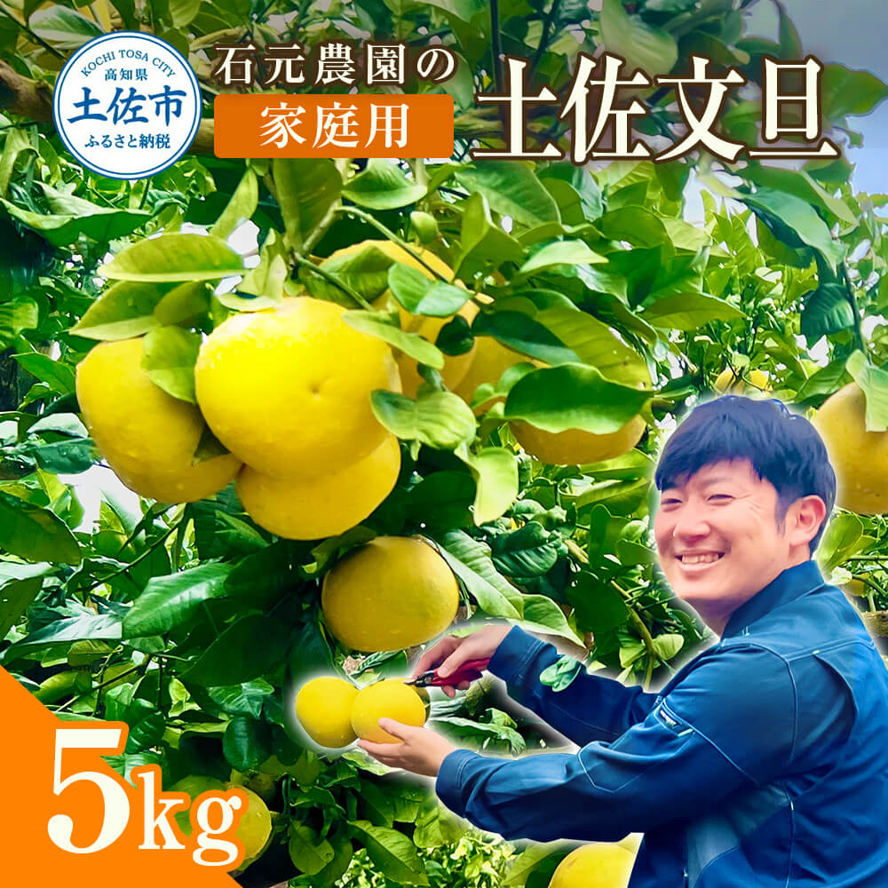 石元農園の土佐文旦 家庭用 約5キロ（7～12玉） 期間限定 先行予約 土佐文旦 文旦 5kg ブンタン ぶんたん 果物 柑橘 フルーツ 高知県産 土佐市産 家庭用 傷 汚れ 美味しい おいしい ふるさとのうぜい 故郷納税 11500円 返礼品 高知