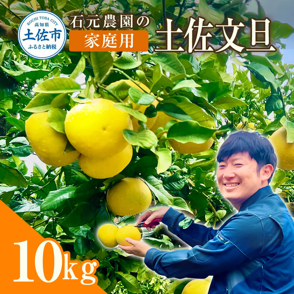 文旦 家庭用　約10キロ（14～22玉） 期間限定 先行予約 土佐文旦 文旦 10kg ブンタン ぶんたん 果物 柑橘 フルーツ 高知県産 土佐市産 家庭用 傷 汚れ 美味しい おいしい ふるさとのうぜい 故郷納税 21000円 返礼品 高知 石元農園