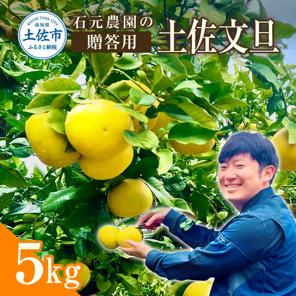 文旦 贈答用 約5キロ（7～12玉） 期間限定 先行予約 土佐文旦 文旦 5kg ブンタン ぶんたん 果物 柑橘 フルーツ 高知県産 土佐市産 お取り寄せグルメ ギフト 贈答 贈り物 美味しい ふるさとのうぜい 故郷納税 16000円 高知 返礼品 石元農園