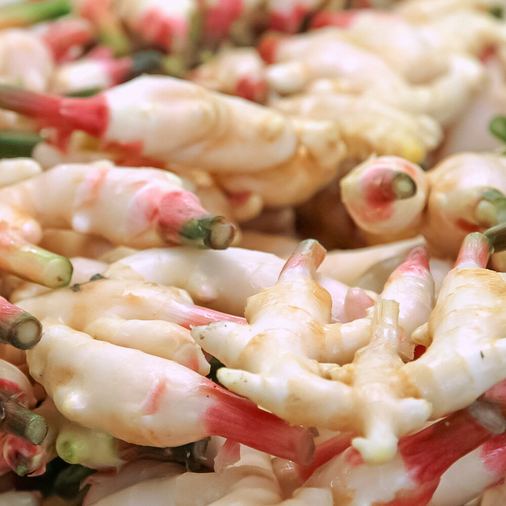 【ふるさと納税】ハウス新生姜 2kg 2キロ しょうが ショウガ 新鮮野菜 野菜 お取り寄せ 美味しい 料理 生姜焼き 漬物 サラダ 新鮮 国産 日本産 ジンジャー ふるさと納税 高知県 高知 土佐市 ふるさと納税制度 高知県 土佐市 こうち 返礼品 - 画像2