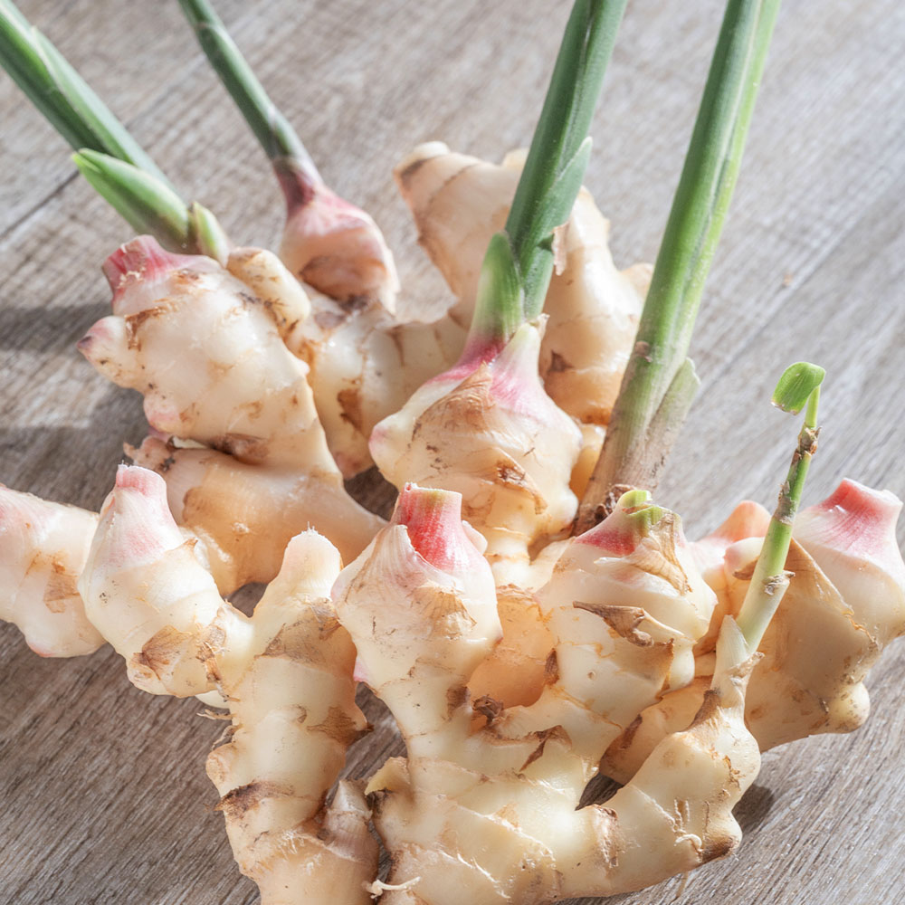 【ふるさと納税】ハウス新生姜 2kg 2キロ しょうが ショウガ 新鮮野菜 野菜 お取り寄せ 美味しい 料理 生姜焼き 漬物 サラダ 新鮮 国産 日本産 ジンジャー ふるさと納税 高知県 高知 土佐市 ふるさと納税制度 高知県 土佐市 こうち 返礼品 - 画像3