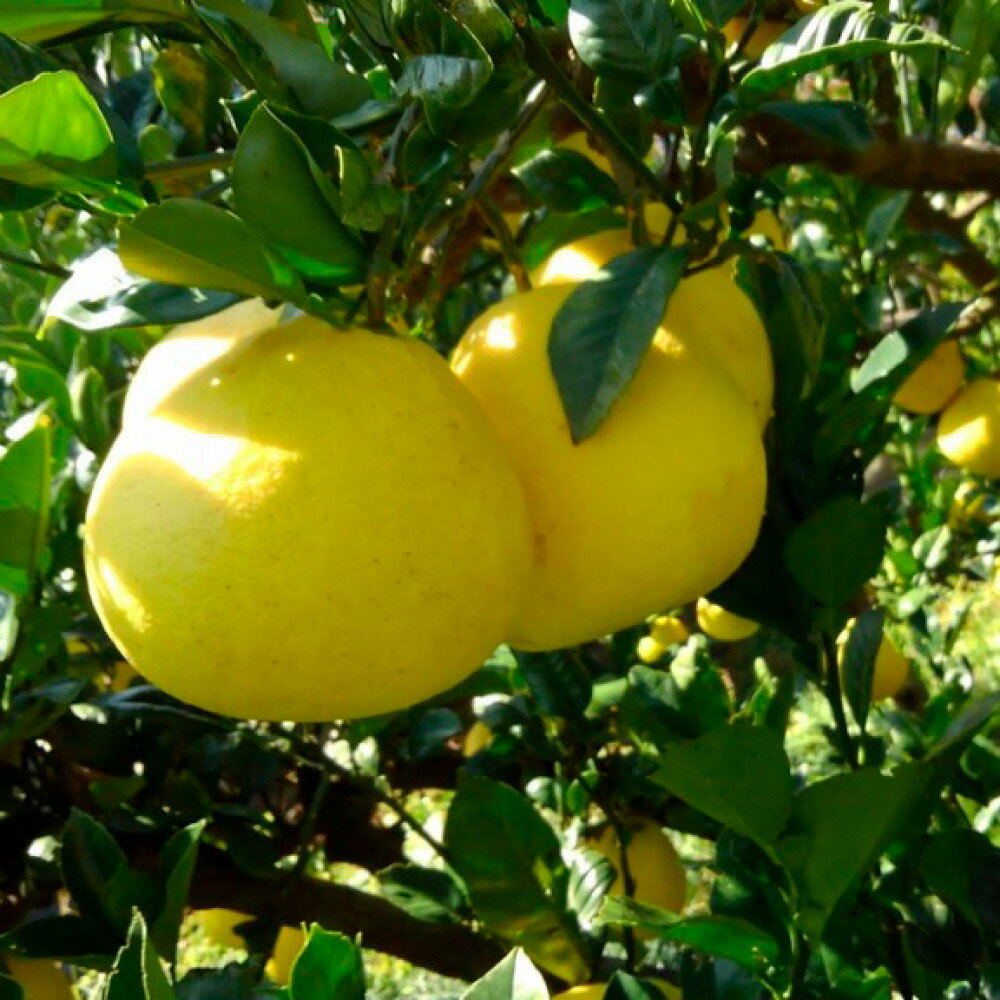 【ふるさと納税】＜2026年1月下旬より順次発送＞ 訳あり 嬉龍の土佐文旦 選べる内容量 約5キロ 10キロ L～4Lサイズ 文旦 ぶんたん ブンタン 柑橘 フルーツ 果物 訳あり 傷 シミ 美味しい 名産 産地直送 高知県産 土佐 高知 ふるさと納税 春 旬 故郷納税 10500円から 土佐市 サムネイル2