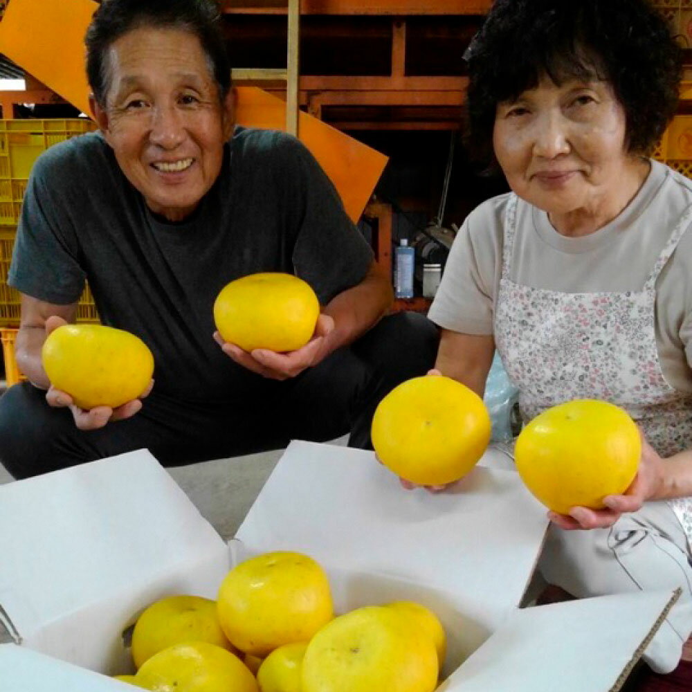 【ふるさと納税】＜2026年1月下旬より順次発送＞ 訳あり 嬉龍の土佐文旦 選べる内容量 約5キロ 10キロ L～4Lサイズ 文旦 ぶんたん ブンタン 柑橘 フルーツ 果物 訳あり 傷 シミ 美味しい 名産 産地直送 高知県産 土佐 高知 ふるさと納税 春 旬 故郷納税 10500円から 土佐市 サムネイル3