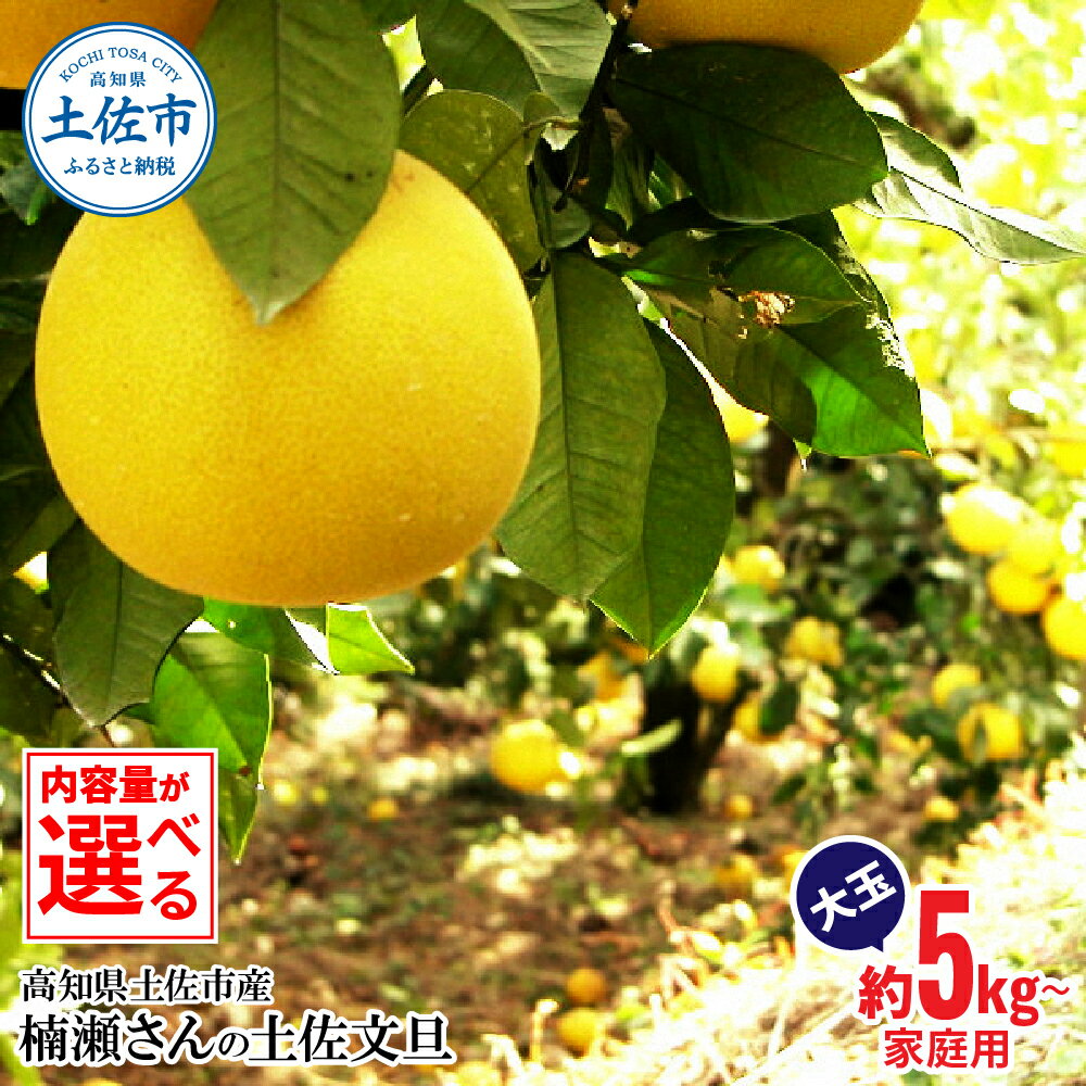 【先行予約】文旦 家庭用 大玉 約5kg 約10kg 約5キロ 約10キロ 4L～2L ぶんたん ブンタン フルーツ 柑橘 みかん 果物 くだもの 柑橘類 デザート おやつ さっぱり 甘い ご自宅用 お取り寄せ 国産 常温 配送 故郷納税 ふるさとのうぜい 返礼品 高知県 土佐市