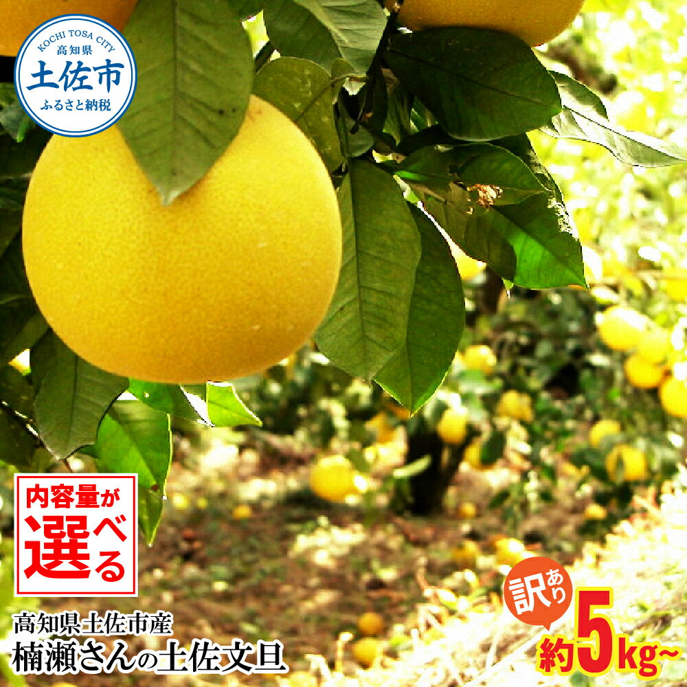 【先行予約 訳あり 文旦 10000円以内 約5kg 約10kg 約5キロ 約10キロ 4L～L ぶんたん ブンタン 15000円 フルーツ 柑橘 みかん 果物 くだもの 柑橘 デザート わけあり ご自宅用 ご家庭用 お取り寄せ 国産 常温 配送 ふるさとのうぜい 返礼品 高知県 土佐市