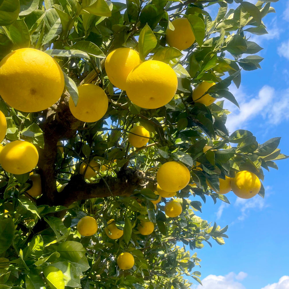 【先行予約】【ふるさと納税】文旦 約4kg Mサイズ 猫ムッキーちゃん入り 12玉前後 ぶんたん ブンタン フルーツ 柑橘 みかん 果物 くだもの 柑橘類 デザート 贈答用 プレゼント ギフト 家庭用 お取り寄せ 国産 常温 配送 故郷納税 ふるさとのうぜい 返礼品 高知県 土佐市 サムネイル2