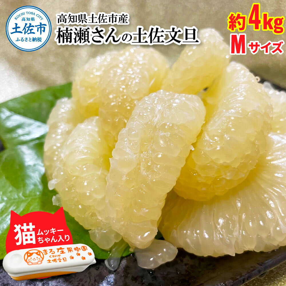 【先行予約】文旦 約4kg Mサイズ 猫ムッキーちゃん入り 12玉前後 ぶんたん ブンタン フルーツ 柑橘 みかん 果物 くだもの 柑橘類 デザート 贈答用 プレゼント ギフト 家庭用 お取り寄せ 国産 常温 配送 故郷納税 ふるさとのうぜい 返礼品 高知県 土佐市