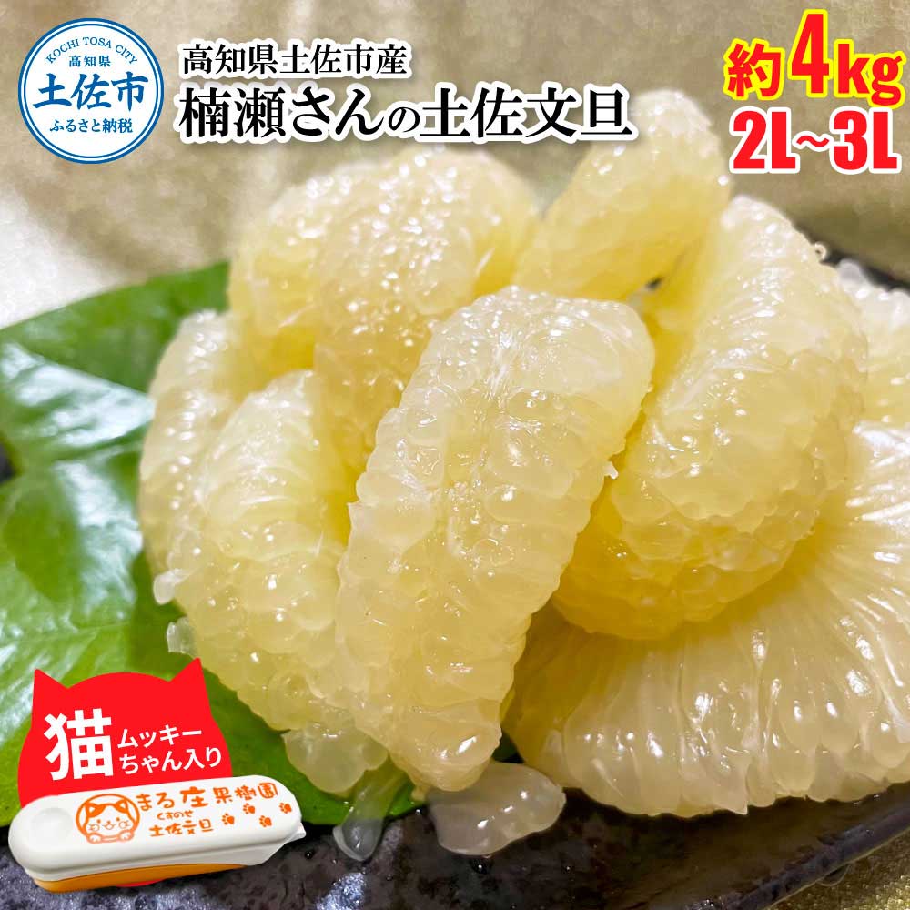 【先行予約】文旦 約4kg 2L~3Lサイズ 猫ムッキーちゃん入り 8玉前後 ぶんたん ブンタン フルーツ 柑橘 みかん 果物 くだもの 柑橘類 デザート 贈答用 プレゼント ギフト 家庭用 お取り寄せ 国産 常温 配送 故郷納税 ふるさとのうぜい 返礼品 高知県 土佐市
