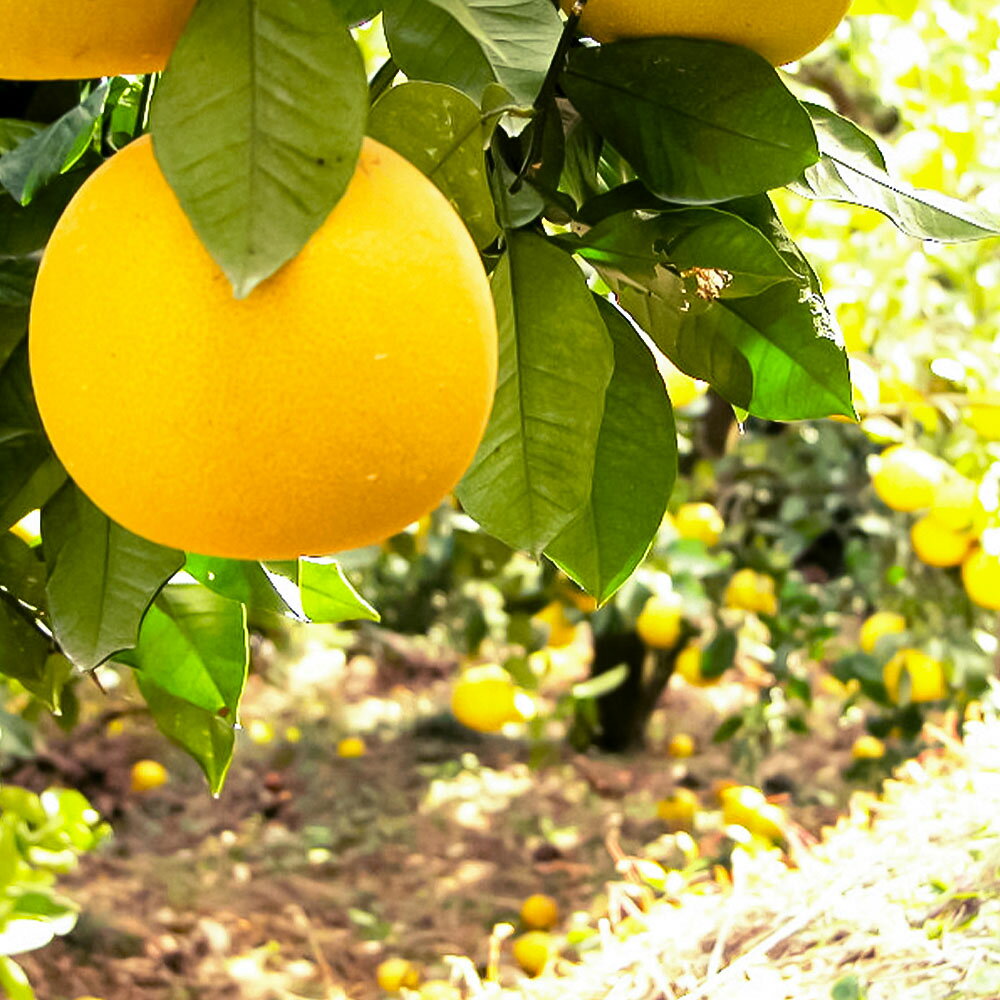 【ふるさと納税】文旦 約4kg M~Lサイズ 9~13玉 ぶんたん ブンタン フルーツ 柑橘 みかん 果物 くだもの 柑橘類 デザート 家庭用 プレゼント ギフト お取り寄せ 国産 常温 配送 故郷納税 ふるさとのうぜい 返礼品 高知県 土佐市 7000円 サムネイル2