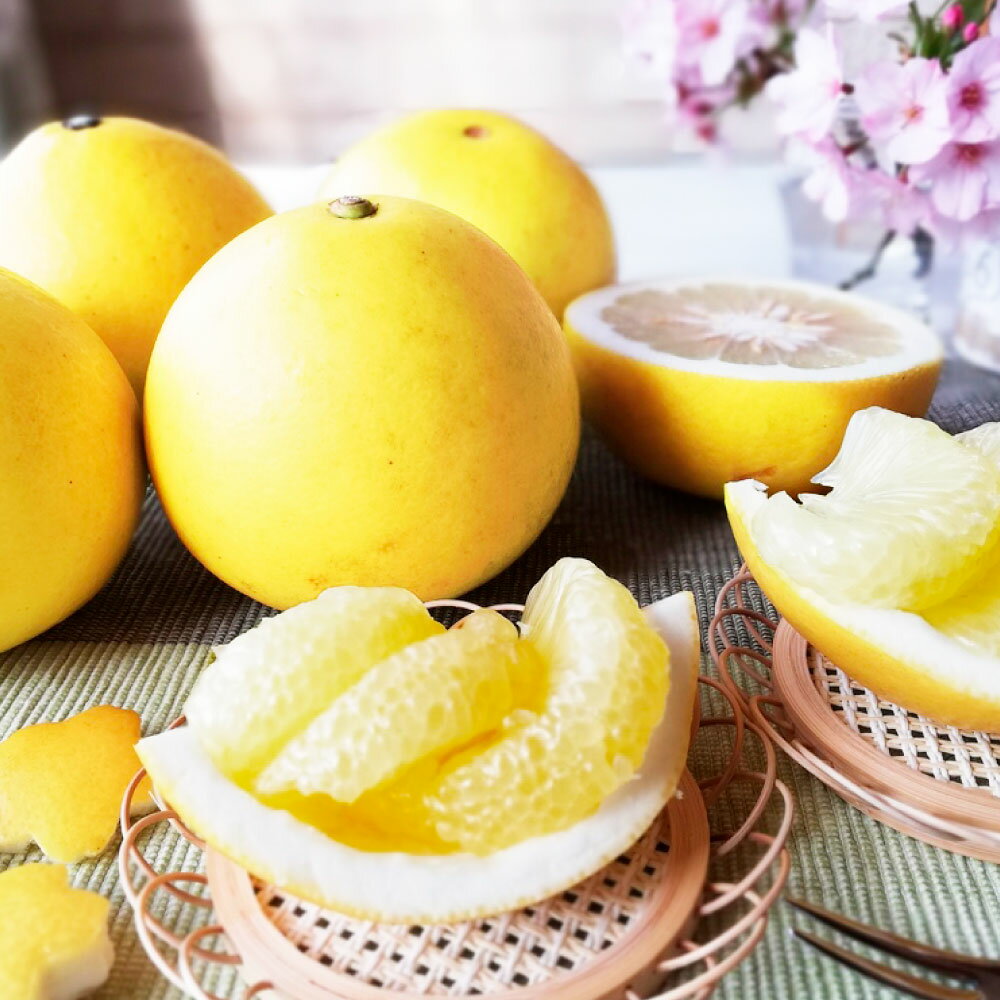 【ふるさと納税】【先行予約受付】文旦 約10kg 土佐文旦 ぶんたん ブンタン 期間限定 数量限定 サイズ3L 16～18個 果物 柑橘 フルーツ 高知県産 家庭用 ご自宅用 傷 変形 美味しい おいしい ふるさと納税 春 旬 故郷納税 20000円 返礼品 高知 マルツジ果樹園の土佐文旦家庭用 サムネイル2