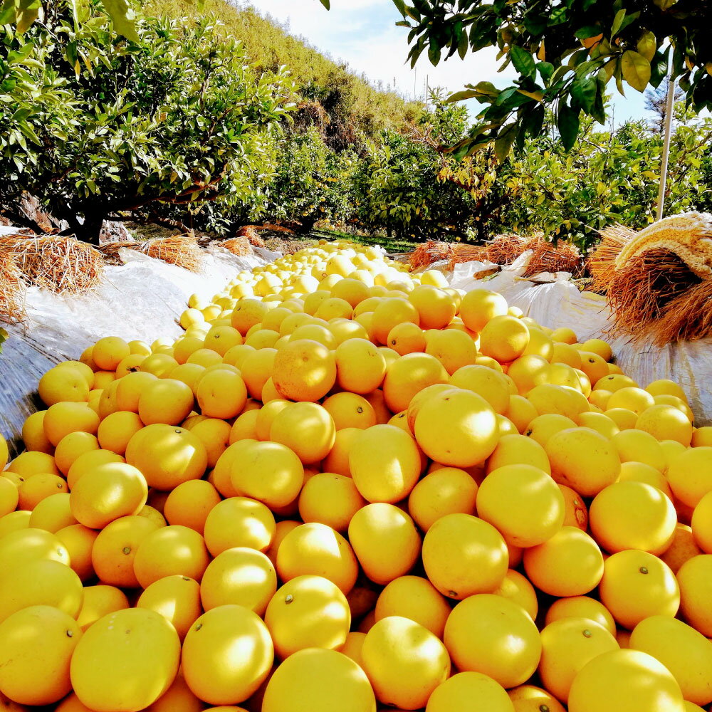 【ふるさと納税】【先行予約受付】文旦 約10kg 土佐文旦 ぶんたん ブンタン 期間限定 数量限定 サイズ3L 16～18個 果物 柑橘 フルーツ 高知県産 家庭用 ご自宅用 傷 変形 美味しい おいしい ふるさと納税 春 旬 故郷納税 20000円 返礼品 高知 マルツジ果樹園の土佐文旦家庭用 サムネイル3