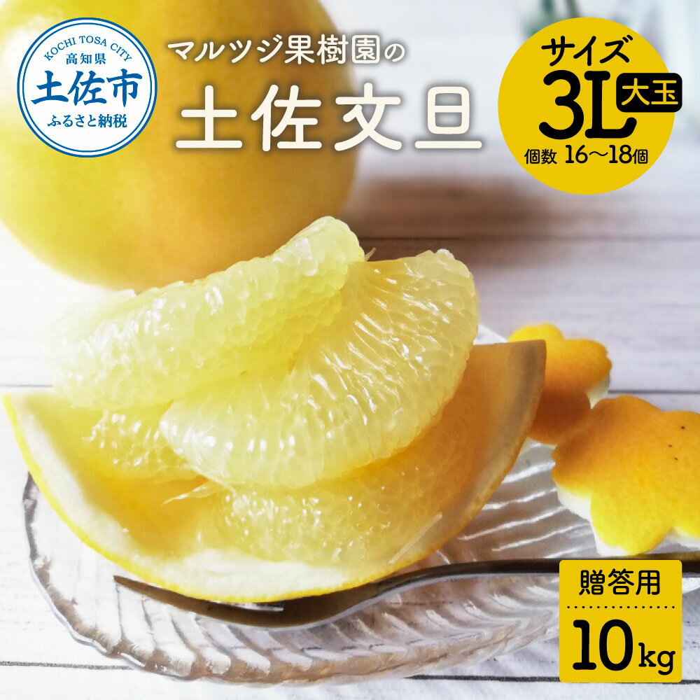 【先行予約受付】文旦 約10kg 土佐文旦 ぶんたん ブンタン 期間限定 数量限定 3Lサイズ 16～18個 果物 柑橘 フルーツ 高知県産 土佐市産 贈答用 ギフト美味しい おいしい ふるさと納税 春 旬 故郷納税 27000円 返礼品 高知 マルツジ果樹園の土佐文旦贈答用