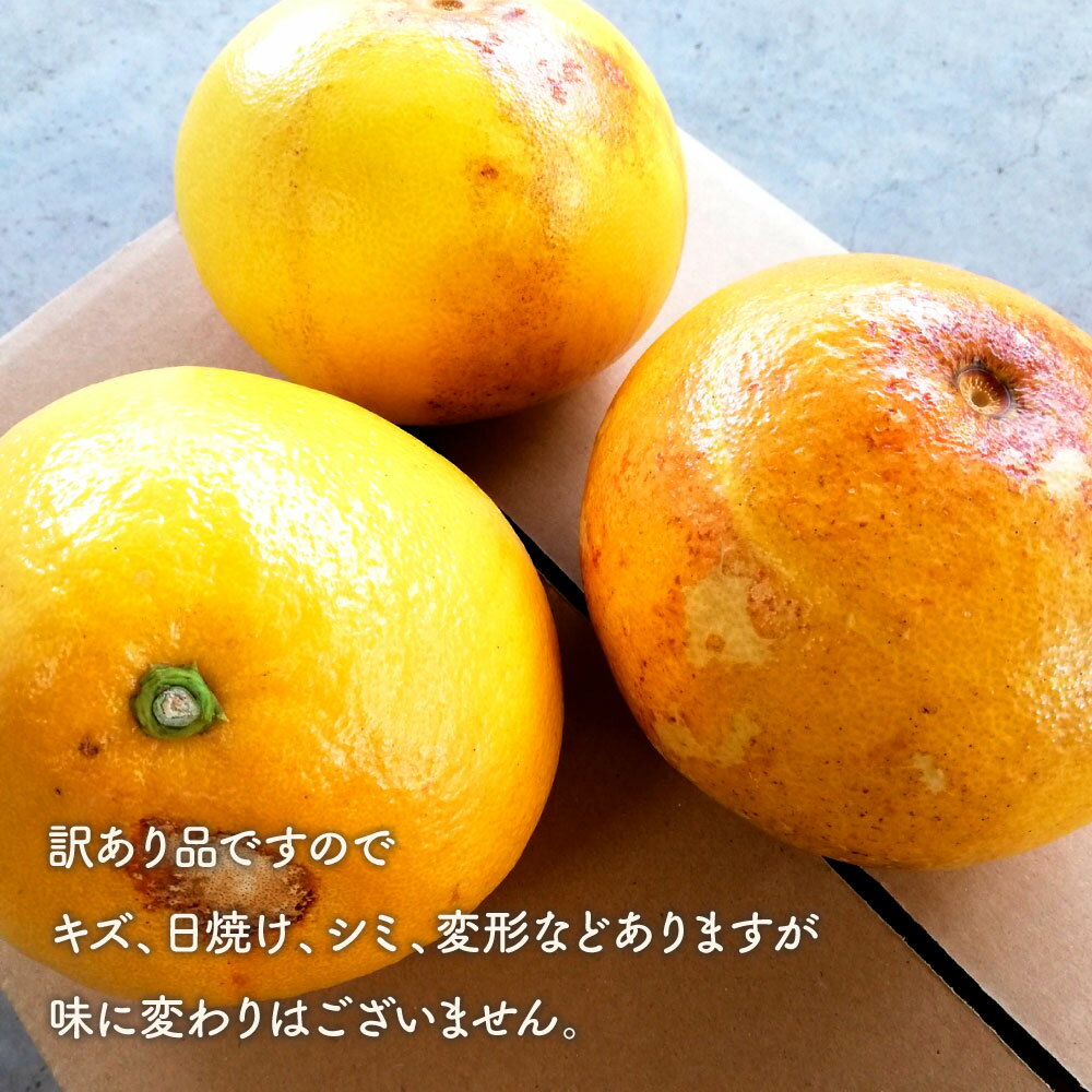 【先行予約】【ふるさと納税】マルツジ果樹園の土佐文旦訳あり品（約5kg） 訳あり 文旦 土佐文旦 ぶんたん ブンタン 期間限定 数量限定 2L～4Lサイズ 8～11個 果物 柑橘 フルーツ 高知県産 土佐市産 家庭用 傷 美味しい おいしい ふるさと納税 春 旬 故郷納税 返礼品 高知 サムネイル2