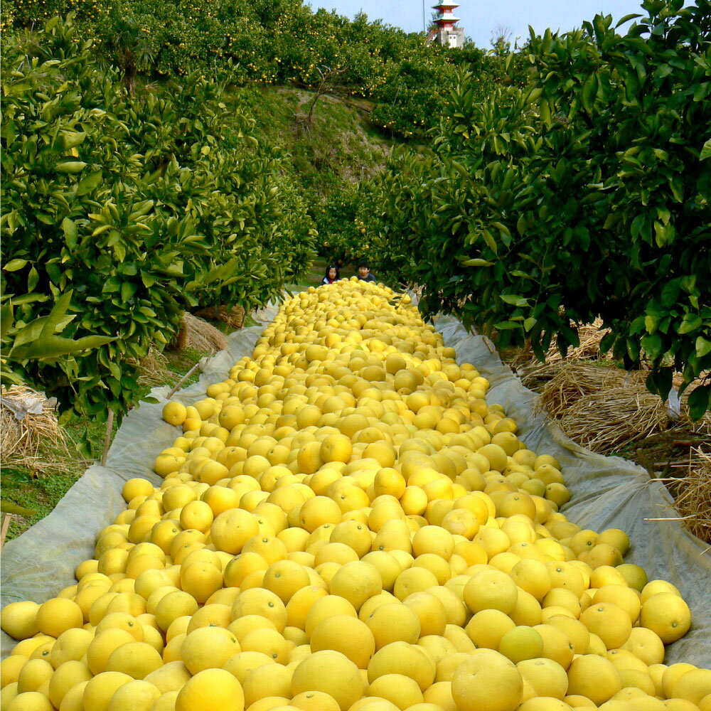 【先行予約】【ふるさと納税】文旦 贈答用(中玉) 約5kg 5キロ 2Lサイズ 10~11個入り ぶんたん ブンタン フルーツ 柑橘 みかん 果物 くだもの 柑橘類 デザート お取り寄せ 国産 常温 配送 故郷納税 ふるさとのうぜい 返礼品 高知県 土佐市 マルツジ果樹園の土佐文旦 15000円 サムネイル3