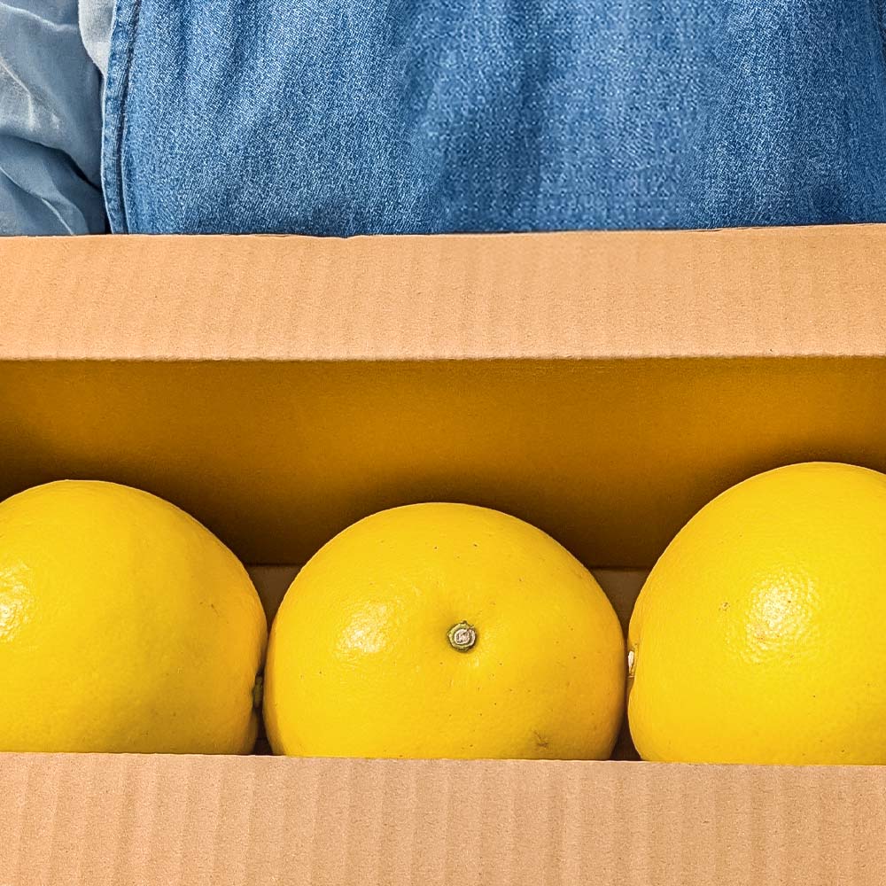 【先行予約】【ふるさと納税】文旦 家庭用(中玉) 約1.5kg 1.5キロ 2Lサイズ 3個入り ぶんたん ブンタン フルーツ 柑橘 みかん 果物 くだもの 柑橘類 デザート ご自宅用 ご家庭用 お取り寄せ 国産 常温 配送 ふるさとのうぜい 返礼品 高知県 土佐市 マルツジ果樹園の土佐文旦 サムネイル2