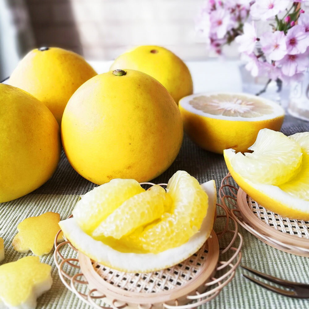 【先行予約】【ふるさと納税】文旦 家庭用(中玉) 約1.5kg 1.5キロ 2Lサイズ 3個入り ぶんたん ブンタン フルーツ 柑橘 みかん 果物 くだもの 柑橘類 デザート ご自宅用 ご家庭用 お取り寄せ 国産 常温 配送 ふるさとのうぜい 返礼品 高知県 土佐市 マルツジ果樹園の土佐文旦 サムネイル3