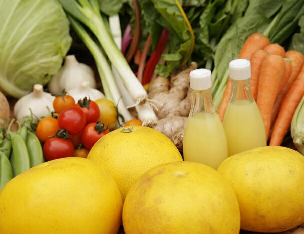 の朝採れ土佐野菜詰め合わせ(10〜13品目)【土佐市】 詰め合わせ 採れたて おいしい 美味しい 自然 新鮮 春 野菜 おまかせ お楽しみ 料理 高知 高知県 土佐市 こうち 返礼品