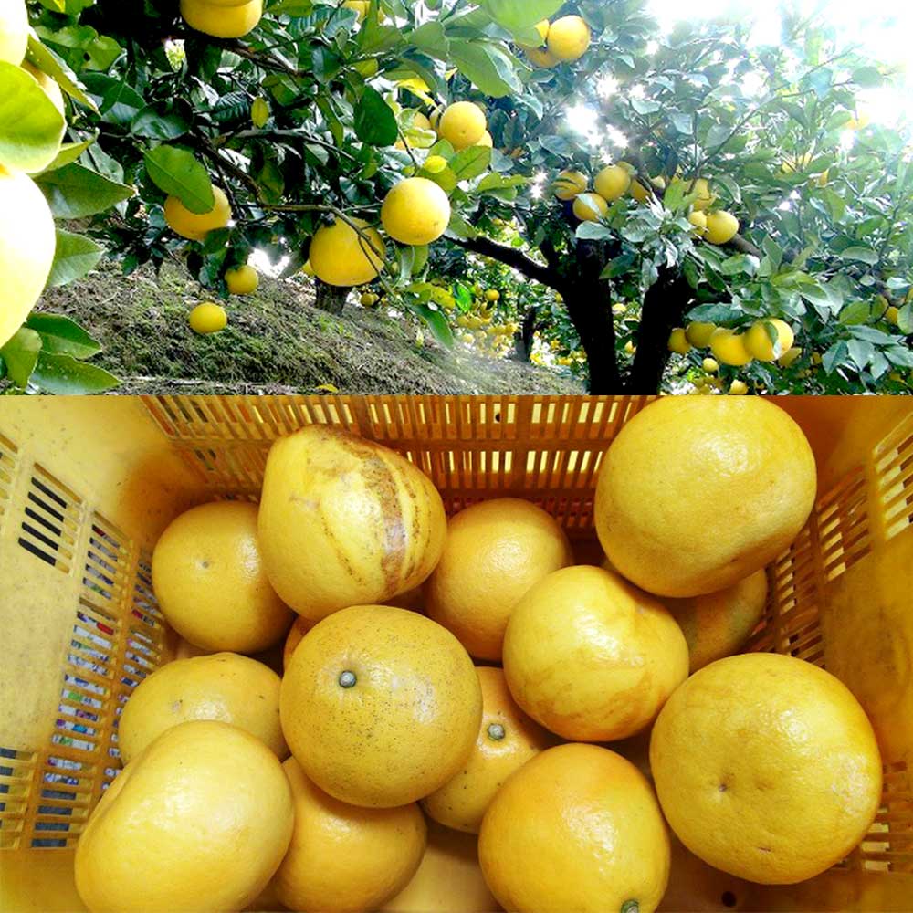 【ふるさと納税】先行予約　文旦 選べる内容量 約5kg 約10kg 5キロ 10キロ L～4Lサイズ 土佐文旦 みかん 柑橘 ぶんたん ブンタン 果物 フルーツ デザート おやつ 三愛果樹園の土佐文旦 おいしい 美味しい 規格外品 お取り寄せ 常温 配送 故郷納税 ふるさとのうぜい 返礼品 サムネイル3