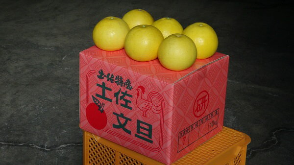 【ふるさと納税】 【先行予約】 三愛果樹園の土佐文旦 （小玉）家庭用約5kg 2月～3月発送 みかん 柑橘 ぶんたん ブンタン 果物 フルーツ お取り寄せ おいしい 美味しい 故郷納税 ふるさとのうぜい 返礼品 高知県 高知 9000円 サムネイル2