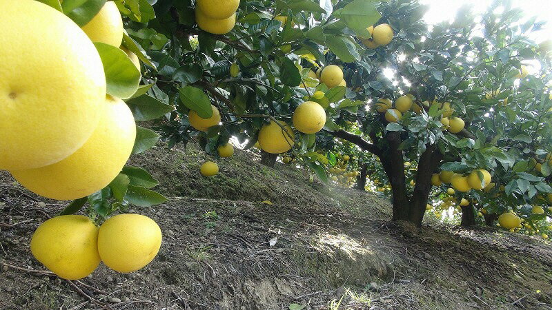 【ふるさと納税】【先行予約】訳あり 三愛果樹園の土佐文旦 10kg ワケあり 訳アリ ぶんたん ブンタン 果物 柑橘 フルーツ 故郷納税 ふるさと納税 春 旬 ふるさとのうぜい 返礼品 高知県 高知 16000円 サムネイル3