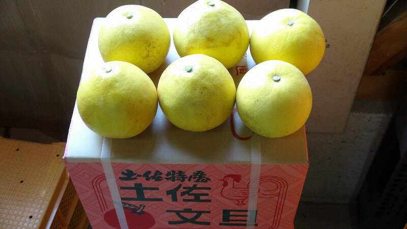 【ふるさと納税】【先行予約】訳あり 三愛果樹園の土佐文旦 10kg ワケあり 訳アリ ぶんたん ブンタン 果物 柑橘 フルーツ 故郷納税 ふるさと納税 春 旬 ふるさとのうぜい 返礼品 高知県 高知 16000円 サムネイル2