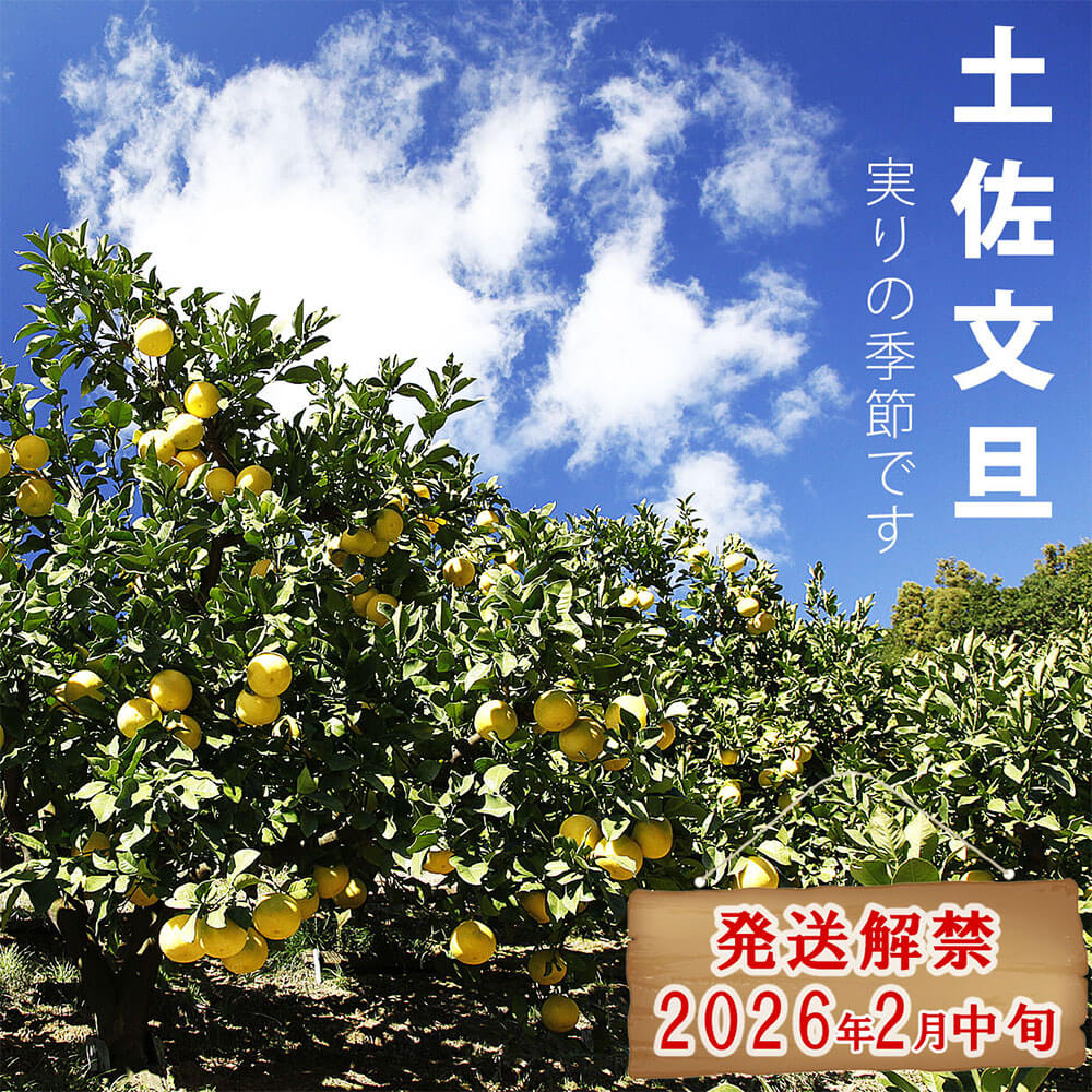 【ふるさと納税】＜白木果樹園＞先行予約 土佐文旦 特選品 贈答用 約3kg・約5kg・約10kg L～2Lサイズ 10000円から ぶんたん ブンタン フルーツ 柑橘 みかん 果物 くだもの 柑橘類 デザート おやつ 贈り物 プレゼント 常温 配送 高知県 土佐市 ふるさとのうぜい 故郷納税 サムネイル2