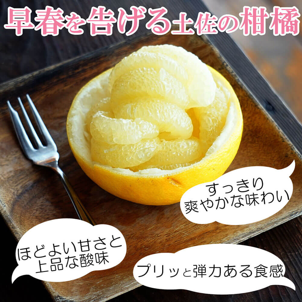 【ふるさと納税】＜白木果樹園＞先行予約 土佐文旦 特選品 贈答用 約3kg・約5kg・約10kg L～2Lサイズ 10000円から ぶんたん ブンタン フルーツ 柑橘 みかん 果物 くだもの 柑橘類 デザート おやつ 贈り物 プレゼント 常温 配送 高知県 土佐市 ふるさとのうぜい 故郷納税 サムネイル3