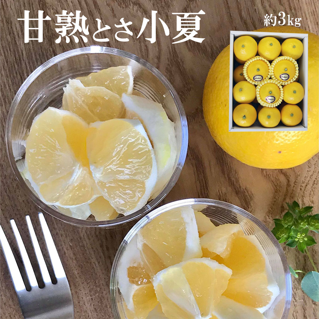 【ふるさと納税】＜白木果樹園＞　先行予約　甘熟とさ小夏 約3kg S～Lサイズ 特選品 贈答用 果物 柑橘 フルーツ こなつ 小夏 すくも小夏 宿毛小夏 みかん 高知県 土佐市 お取り寄せ 産地直送 おいしい 美味しい ギフト 贈答 贈り物 ふるさとのうぜい 故郷納税 返礼品 サムネイル3