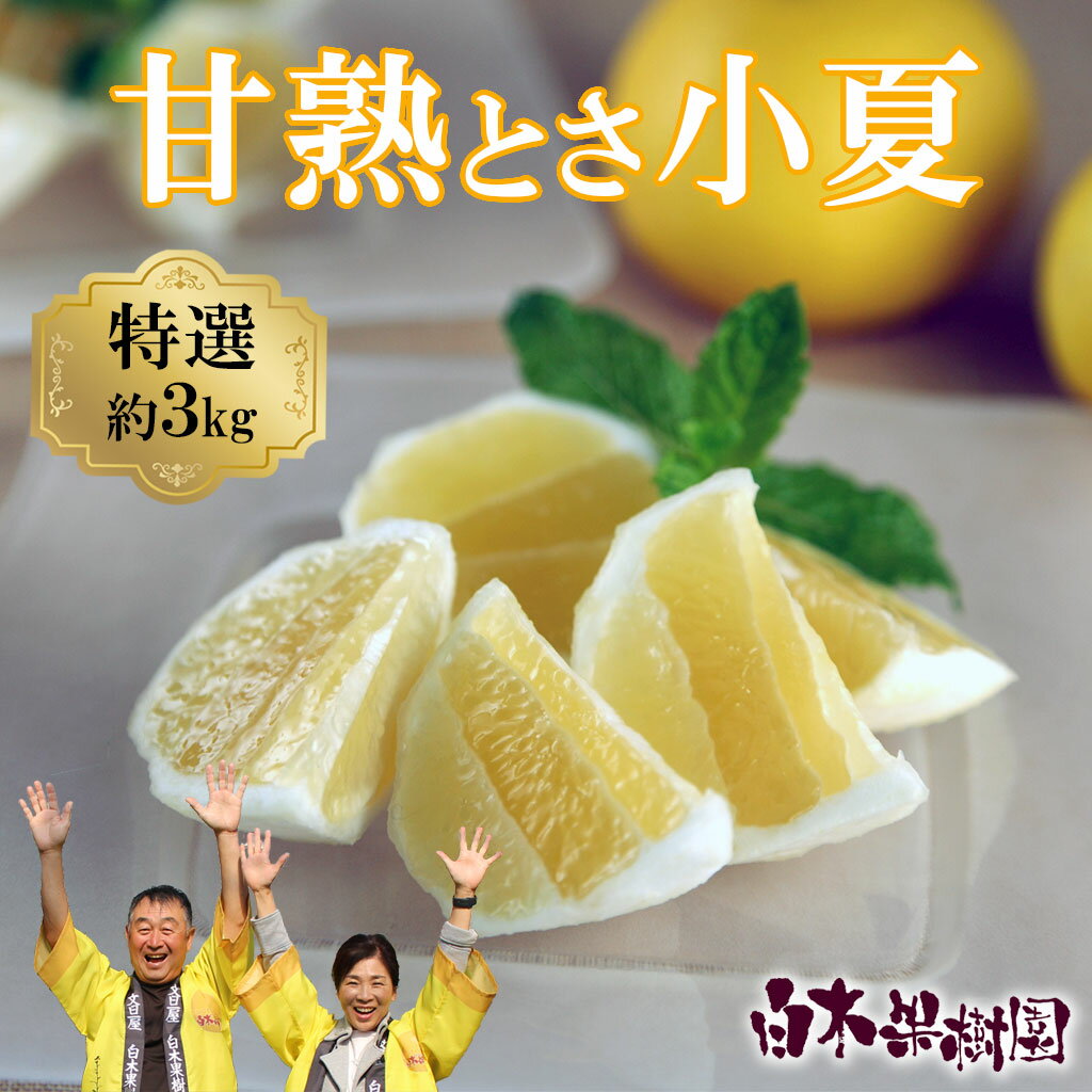 ＜白木果樹園＞　先行予約　甘熟とさ小夏 約3kg S～Lサイズ 特選品 贈答用 果物 柑橘 フルーツ こなつ 小夏 すくも小夏 宿毛小夏 みかん 高知県 土佐市 お取り寄せ 産地直送 おいしい 美味しい ギフト 贈答 贈り物 ふるさとのうぜい 故郷納税 返礼品