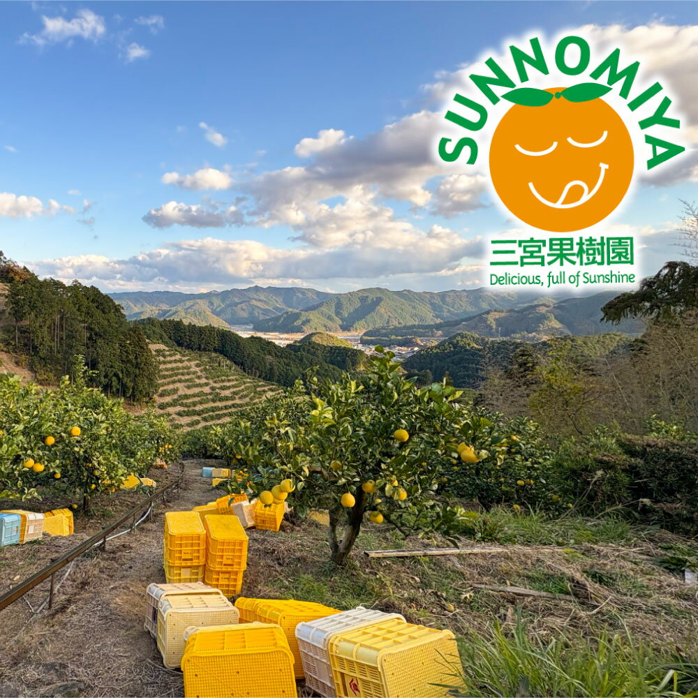 【ふるさと納税】【先行予約】三宮果樹園の土佐文旦 訳あり 10kg ぶんたん ブンタン 10キロ 20玉前後 フルーツ 柑橘 みかん 果物 くだもの 柑橘類 デザート ご自宅用 ご家庭用 自分用 お取り寄せ わけあり 国産 常温 配送 故郷納税 ふるさとのうぜい 返礼品 高知県 土佐市 サムネイル3