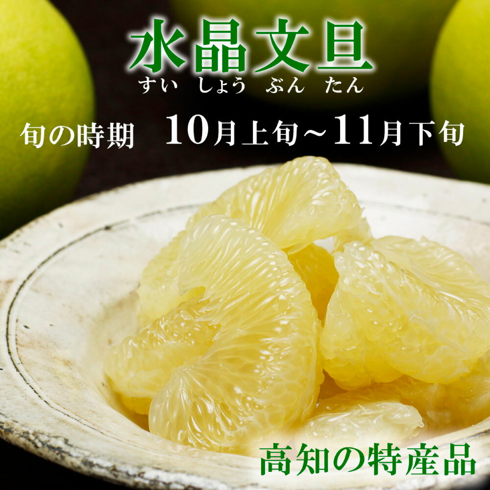 【ふるさと納税】＜白木果樹園＞先行予約　文旦 贈答用 特大 約1.5kg(2個入) ぶんたん ブンタン 水晶文旦 特選 果物 柑橘 フルーツ 特大サイズ お取り寄せ 特産品 美味しい 高知県産 美味しい ギフト 贈答品 贈り物 秋 旬 故郷納税 ふるさとのうぜい 返礼品 高知県 16500円 サムネイル2