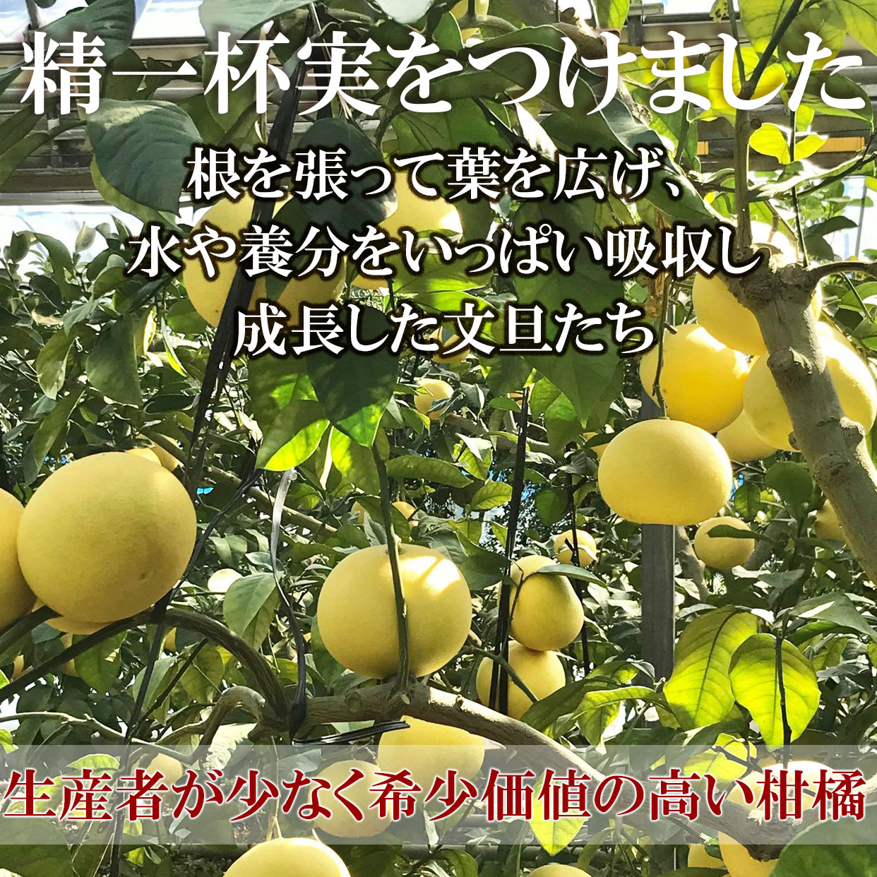 【ふるさと納税】＜白木果樹園＞先行予約 文旦 訳あり 2~4L 約10kg 約10キロ(16~20個入り) 温室土佐文旦 お得箱 ブンタン ぶんたん 土佐文旦 ハウス文旦 フルーツ 果物 くだもの 柑橘 旬 お取り寄せ 常温 配送 高知県土佐市産 高知県 土佐市 ふるさとのうぜい 故郷納税 サムネイル3