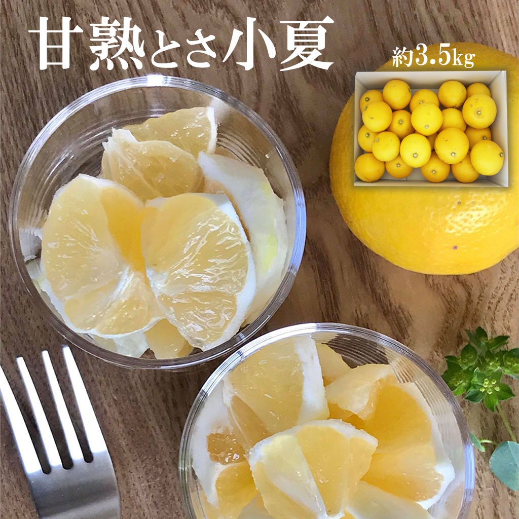 【ふるさと納税】＜白木果樹園＞先行予約 甘熟とさ小夏 約3.5kg 2S~2L こなつ コナツ 果物 フルーツ 柑橘 かんきつ 宿毛小夏 すくも小夏 日向夏 ニューサマーオレンジ 爽やか 甘酸っぱい 果汁 訳あり ご家庭用 お取り寄せ 常温 配送 高知県 土佐市 ふるさとのうぜい 故郷納税 サムネイル3