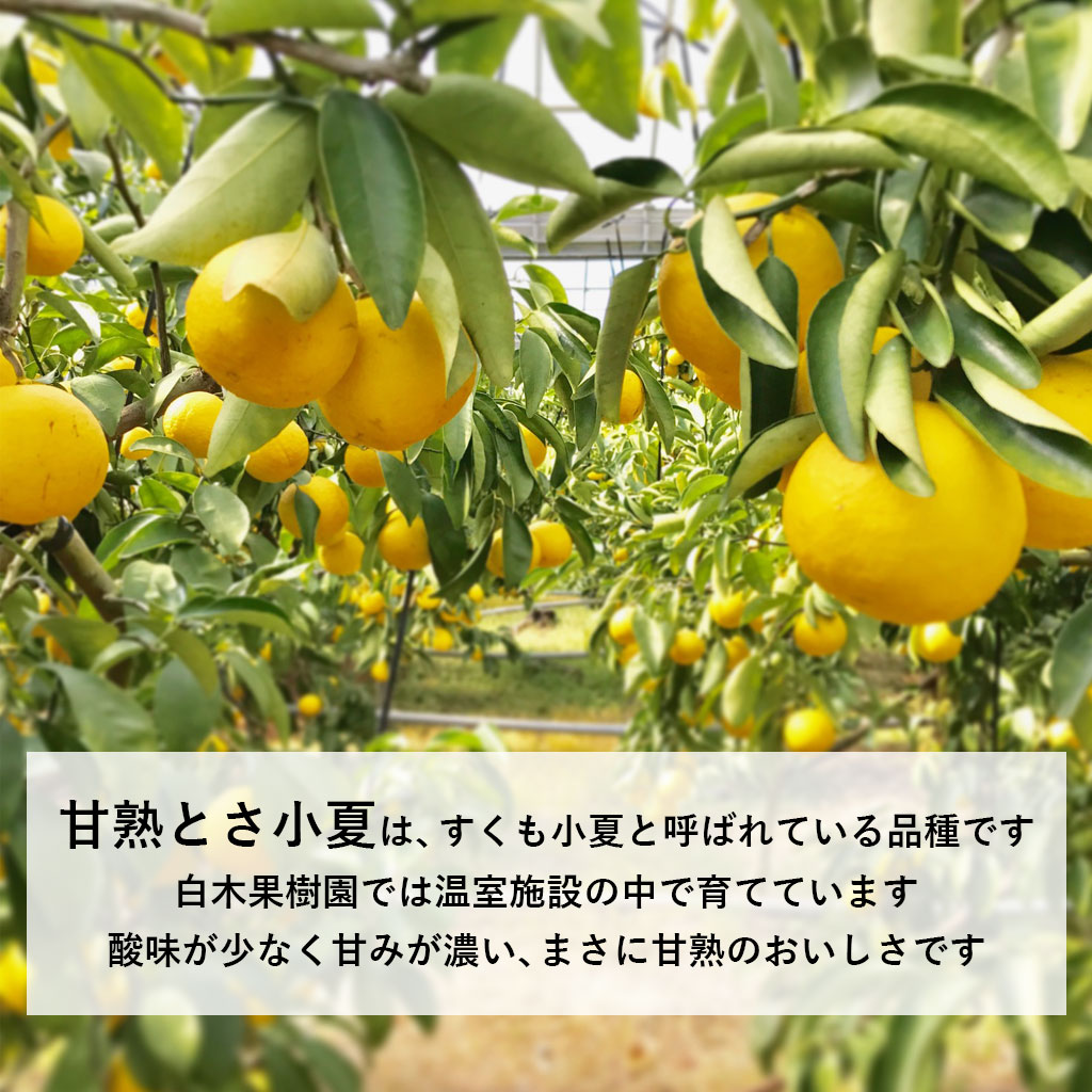 【ふるさと納税】＜白木果樹園＞　先行予約　甘熟とさ小夏 約3kg S～Lサイズ 特選品 贈答用 果物 柑橘 フルーツ こなつ 小夏 すくも小夏 宿毛小夏 みかん 高知県 土佐市 お取り寄せ 産地直送 おいしい 美味しい ギフト 贈答 贈り物 ふるさとのうぜい 故郷納税 返礼品 サムネイル2