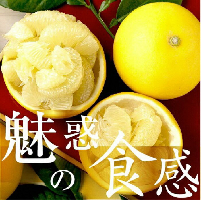 【予約受付】文旦 ☆至高の柑橘 高知産 土佐文旦☆ M 12玉入【家庭用】 ぶんたん ブンタン 果物 柑橘 フルーツ お取り寄せ おいしい 美味しい 故郷納税 ふるさとのうぜい 返礼品 高知県 高知 7000円