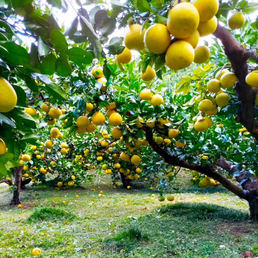 【ふるさと納税】【2026年1月下旬より順次発送】土佐文旦 家庭用 20000円台 約10キロ（2L～4Lサイズ混合：16～21玉) 大玉 先行予約 数量限定 文旦 ぶんたん ブンタン 土佐文旦 柑橘 フルーツ 果物 ご当地 人気 名産 お取り寄せ 土佐 高知 送料無料 高知県 土佐市 サムネイル2