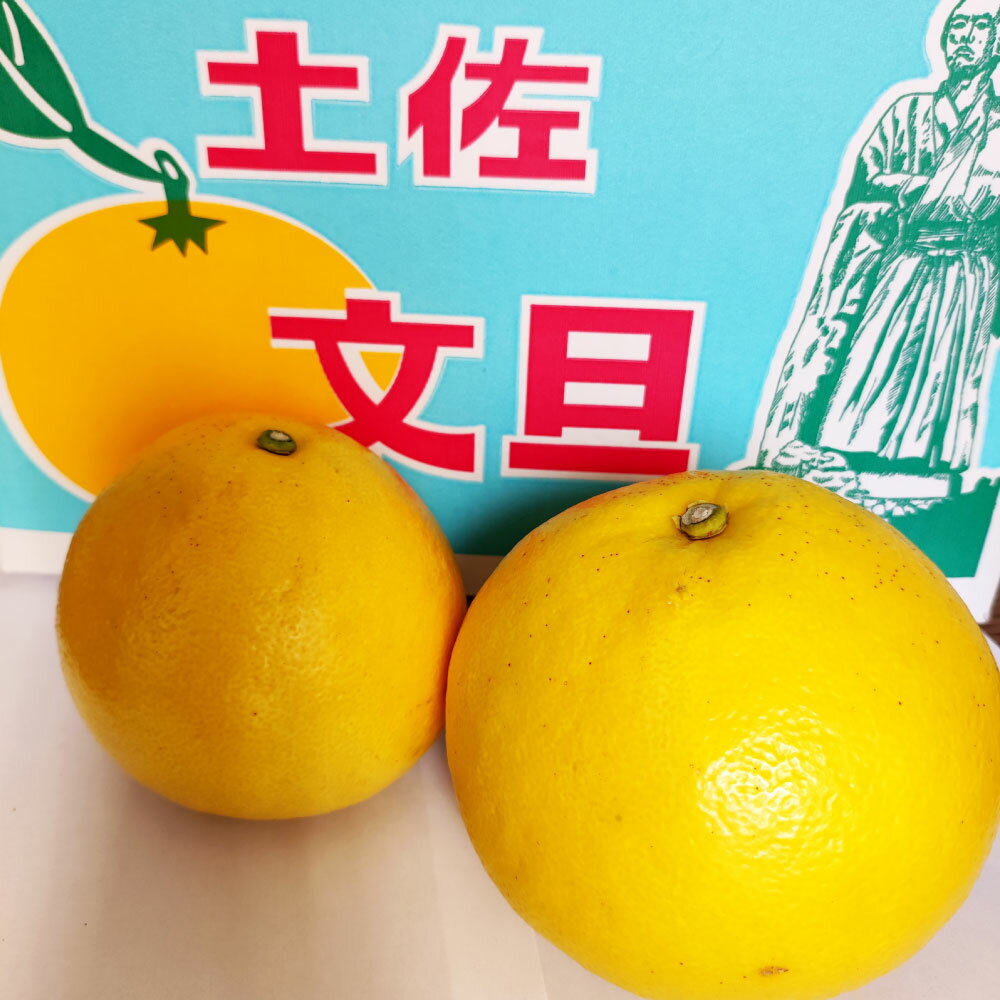 【ふるさと納税】【2026年1月下旬より順次発送】土佐文旦 家庭用 20000円台 約10キロ（2L～4Lサイズ混合：16～21玉) 大玉 先行予約 数量限定 文旦 ぶんたん ブンタン 土佐文旦 柑橘 フルーツ 果物 ご当地 人気 名産 お取り寄せ 土佐 高知 送料無料 高知県 土佐市 サムネイル3