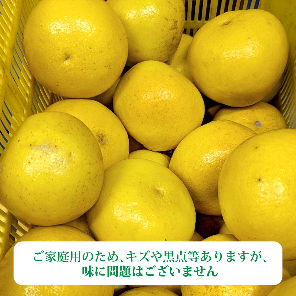 【ふるさと納税】＜2026年1月下旬より順次発送＞土佐文旦 小玉 家庭用 3~10kg M~Lサイズ 先行予約 文旦 ぶんたん ブンタン 柑橘 フルーツ デザート 果物 ご当地 人気 名産 お取り寄せ 土佐 高知 土佐市 送料無料 ふるさと納税 ふるさとのうぜい 故郷納税 高知県 6500円～ サムネイル3