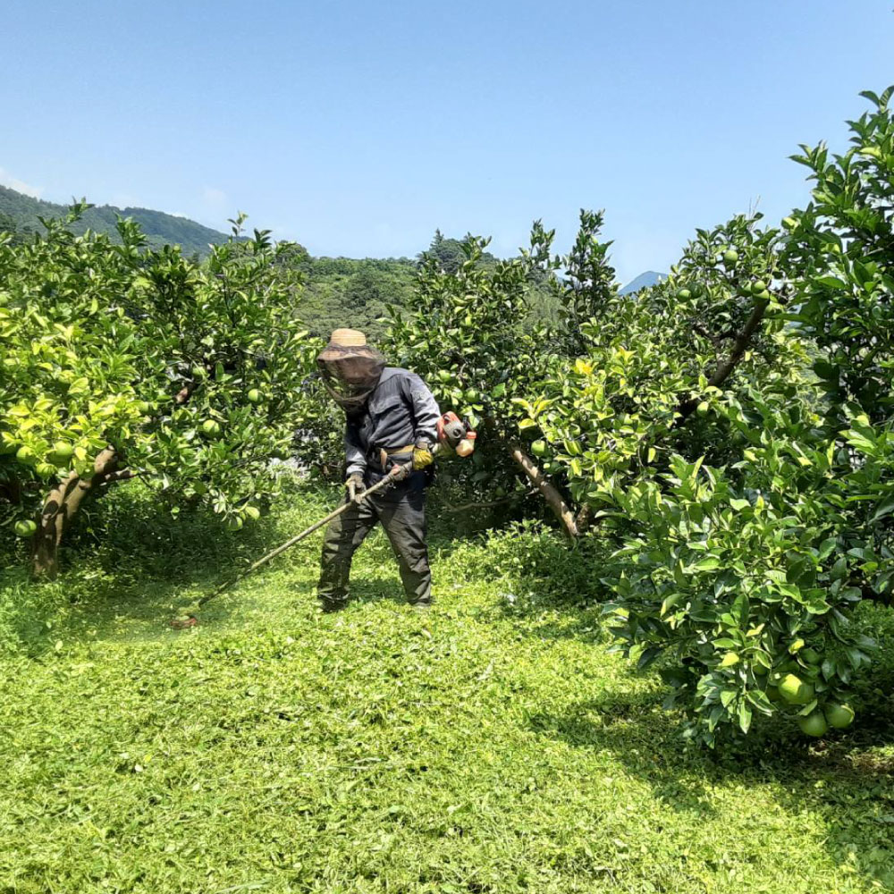 【ふるさと納税】文旦 訳あり 土佐文旦 ブンタン ぶんたん 家庭用 ご自宅用 5キロ 5kg 柑橘 みかん フルーツ 果物 くだもの 果実 ご当地 ワケあり お取り寄せグルメ 美味しい あまい 旬 こだわり ふるさとのうぜい 故郷納税 国産 高知県産 高知県 高知 土佐市 土佐 12000円 サムネイル3