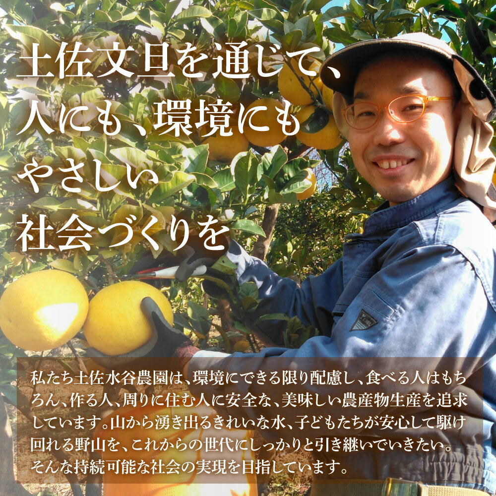 【ふるさと納税】文旦 家庭用10キロ 10kg 中玉~大玉（3L～上限なし：14玉前後）皮むき器付き 訳あり 文旦 ぶんたん ブンタン 土佐文旦 家庭用 ご自宅用 柑橘 フルーツ 果物 高知 ふるさとのうぜい 故郷納税 高知県 32000円 土佐市 本場 土佐水谷農園の露地土佐文旦 サムネイル2