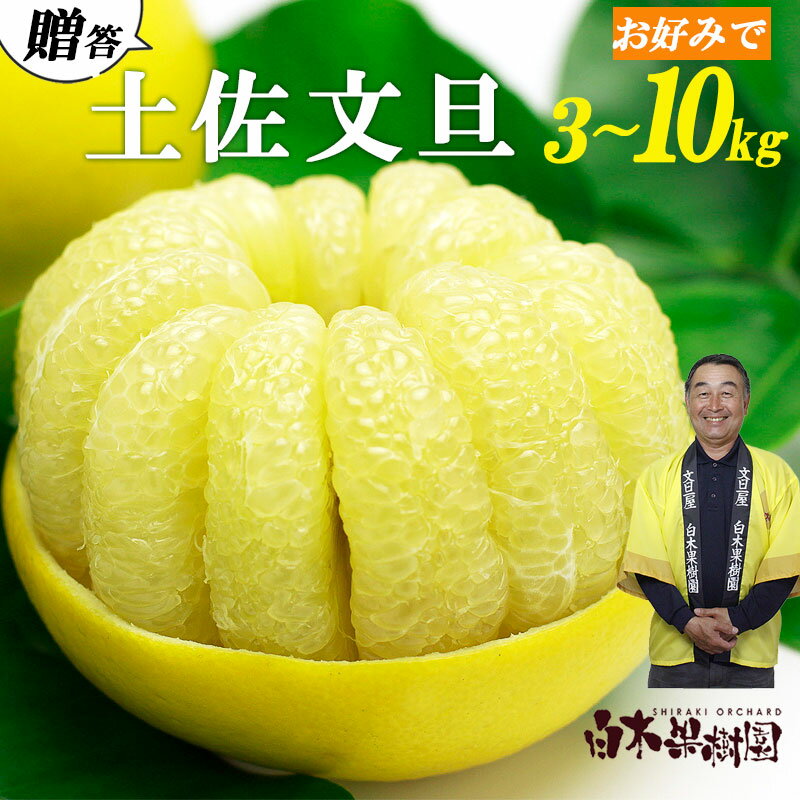 ＜白木果樹園＞先行予約 土佐文旦 特選品 贈答用 約3kg・約5kg・約10kg L～2Lサイズ 10000円から ぶんたん ブンタン フルーツ 柑橘 みかん 果物 くだもの 柑橘類 デザート おやつ 贈り物 プレゼント 常温 配送 高知県 土佐市 ふるさとのうぜい 故郷納税