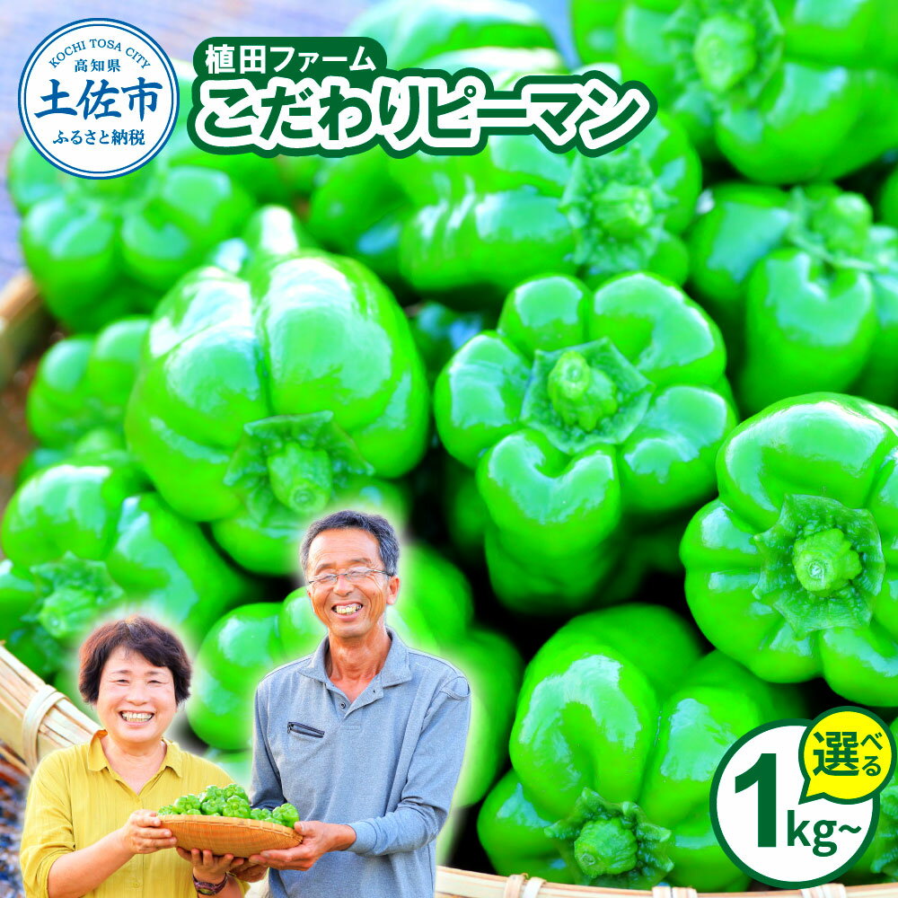 高知県産 植田ファームのこだわりピーマン 5000円 10000円以内 1kg 2kg 3kg ピーマン 新鮮野菜 サラダ 野菜 おかず 詰め合わせ 夏野菜 お取り寄せ 美味しい 料理 おうちごはん 新鮮 ピーマン肉詰め 野菜 台木 苗 大容量 消費 国産 日本産 高知県 高知
