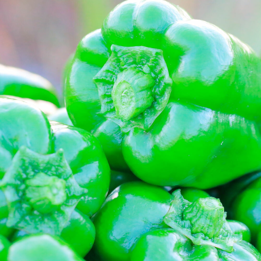 【ふるさと納税】乾燥にんにく＆ハッピーマンセット 約1キロ 約1kg ニンニク 自然乾燥にんにく ピーマン 野菜 やさい 副菜 お弁当 新鮮 おいしい 採れたて 国産 お取り寄せ 高知県 高知 土佐市 土佐市 こうち 返礼品 - 画像2