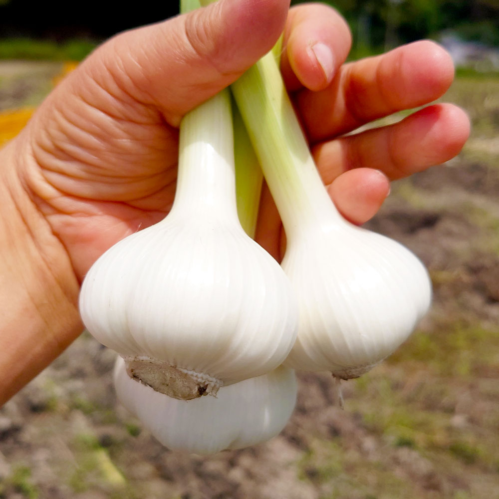 【ふるさと納税】乾燥にんにく＆ハッピーマンセット 約1キロ 約1kg ニンニク 自然乾燥にんにく ピーマン 野菜 やさい 副菜 お弁当 新鮮 おいしい 採れたて 国産 お取り寄せ 高知県 高知 土佐市 土佐市 こうち 返礼品 - 画像3