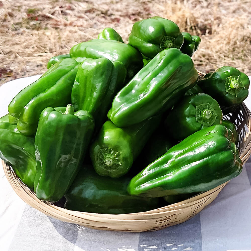 【ふるさと納税】ハッピーマン＆完熟トマトセット 選べる内容量 1kgセット 2kgセット 1キロセット 2キロセット ピーマン とまと 野菜 やさい 副菜 新鮮 おいしい 採れたて 国産 お取り寄せ 常温 高知県 高知 土佐市 土佐市 こうち 返礼品 - 画像2